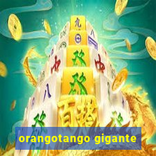 orangotango gigante